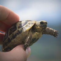 楽天ターボ月額料金口コミ3