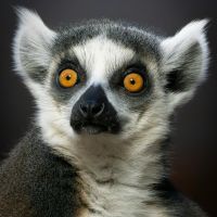 5G CONNECT口コミ3