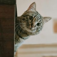 AiR-WiFiキャンペーン口コミ2