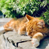 BIGLOBE WiMAX月額料金口コミ1