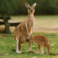 選べるWiFi端末口コミ1