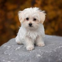 モンスターモバイル月額料金口コミ1