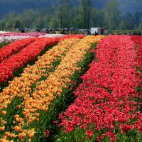 モンスターモバイルサポート口コミ2