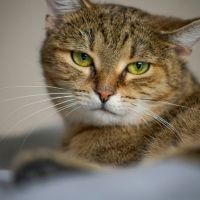 MUGEN WiFiキャッシュバック口コミ4