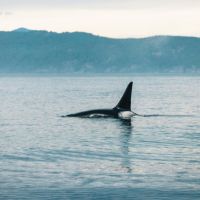 MUGEN WiFi通信速度口コミ2