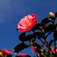 MUGEN WiFiサポート口コミ4