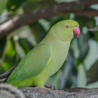 シンプルWiFi通信速度口コミ1