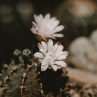 それがだいじWi-Fi海外利用口コミ3