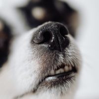 それがだいじWi-Fi端末口コミ4