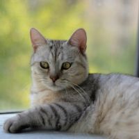 とくとくBB WiMAX端末口コミ1