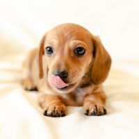 とくとくBBホームWi-Fi月額料金口コミ2