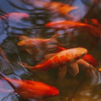 とくとくBBホームWi-Fi通信速度口コミ1