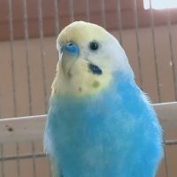 UQ WiMAX端末口コミ1