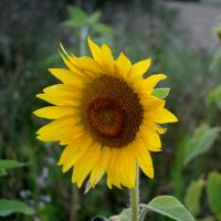 ZEUS WiFi通信速度口コミ2