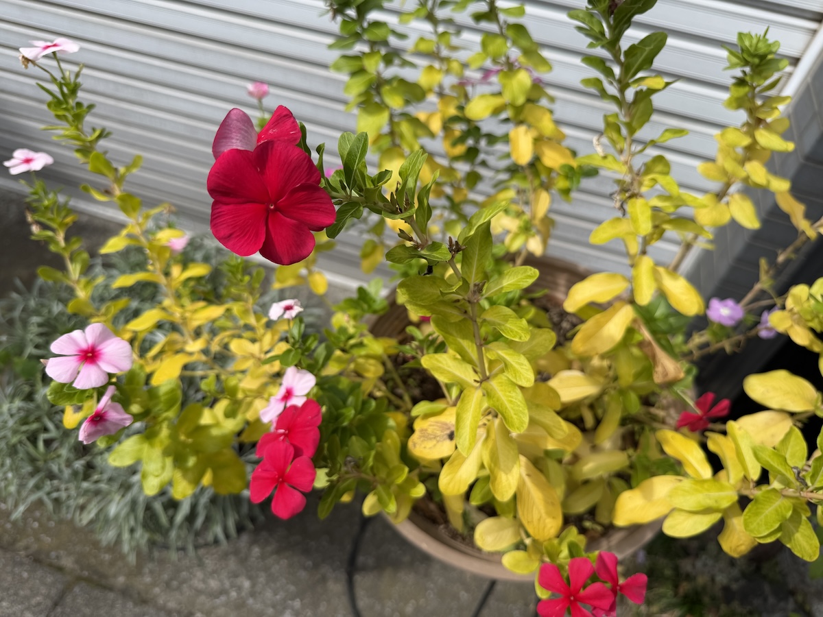 iPhone17 Pro Maxで撮影