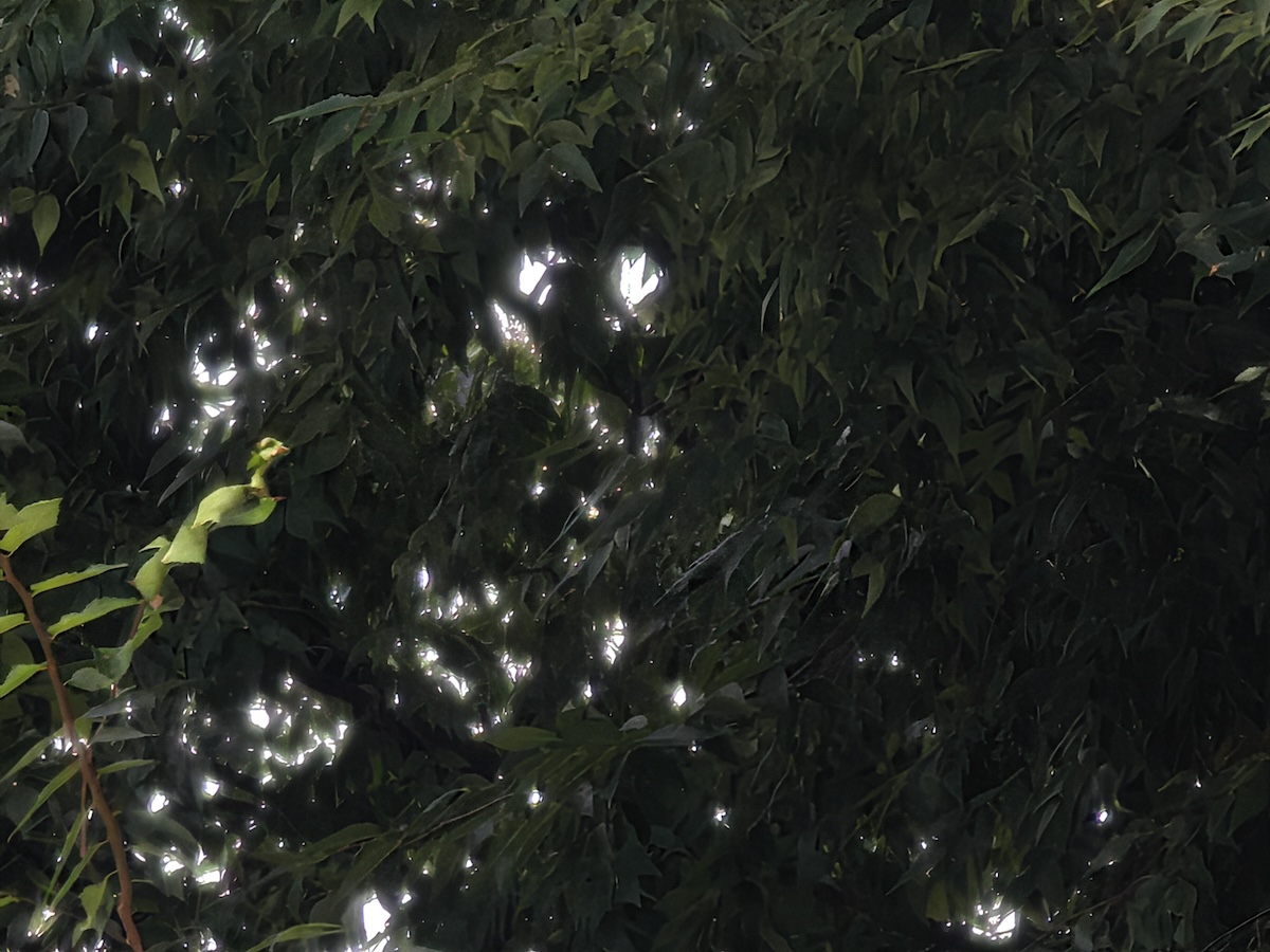 Xiaomi 14 Ultraで撮影