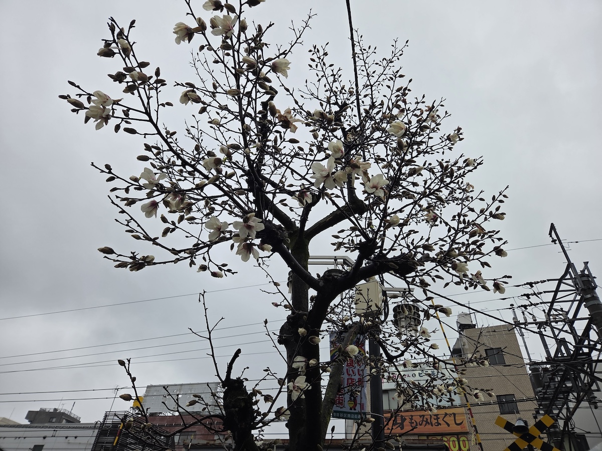 Galaxy S25