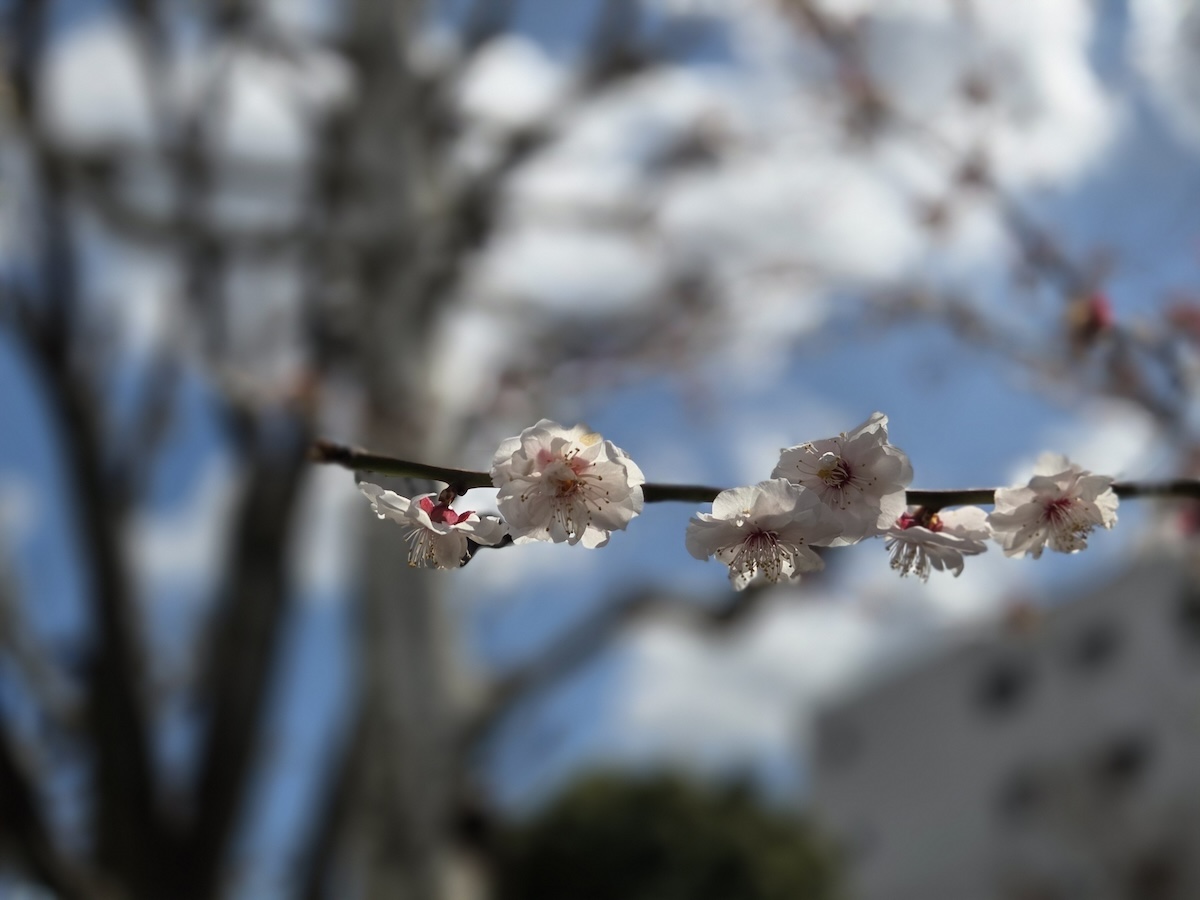 Galaxy S25