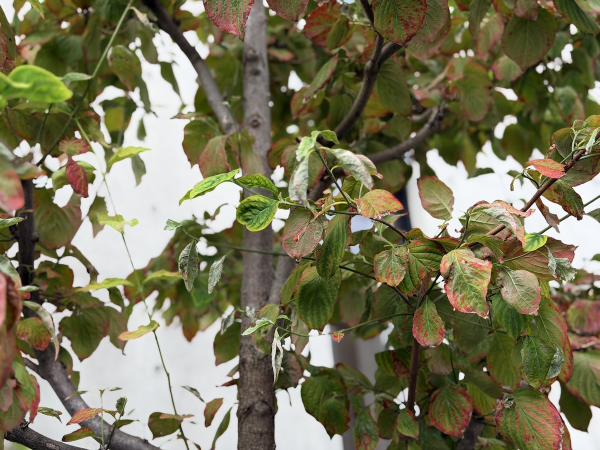 iPhone17 Proで撮影