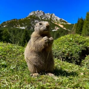 動物