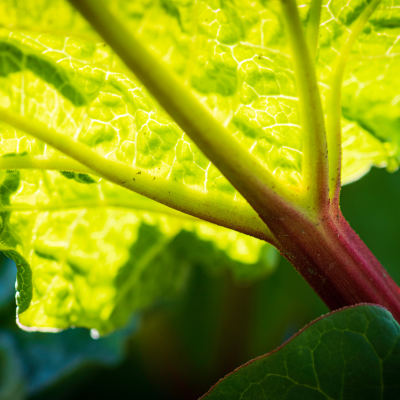 野菜