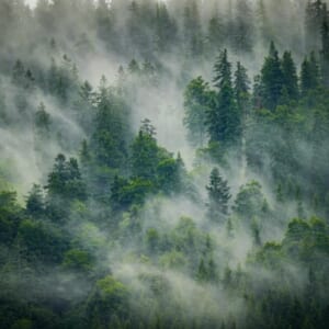 霧と森