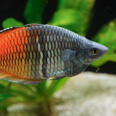 魚