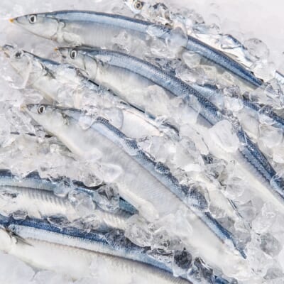 魚