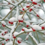雪