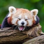 あらいぐま