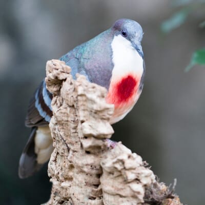 鳥