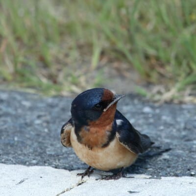 鳥