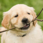 犬