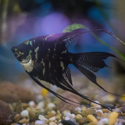 魚