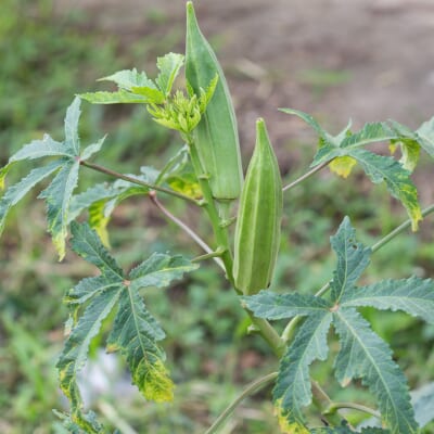 草
