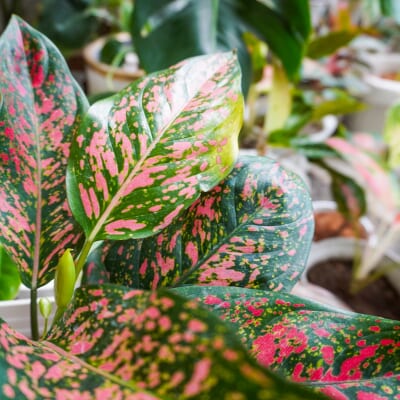植物