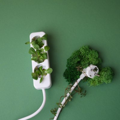 植物