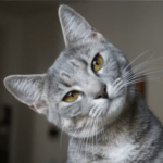 ねこ