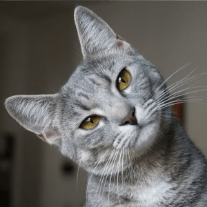 ねこ