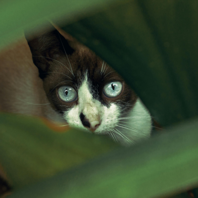 猫
