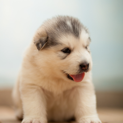 犬