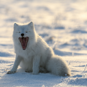 犬