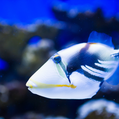 魚