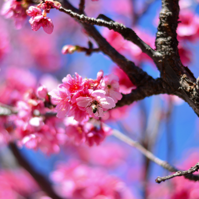 桜
