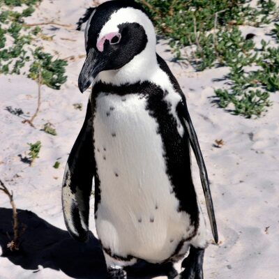 ペンギン