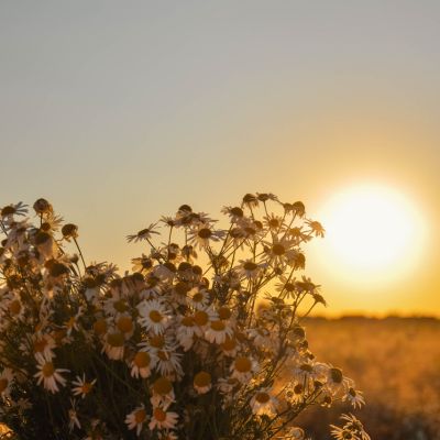 夕日
