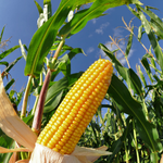 ahamo利用者のイメージ画像