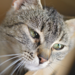 auから楽天モバイルへ乗り換えたユーザーのイメージ画像