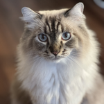 メルカリモバイル利用者のイメージ画像