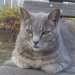 楽天モバイルの三木谷キャンペーンを利用したユーザー